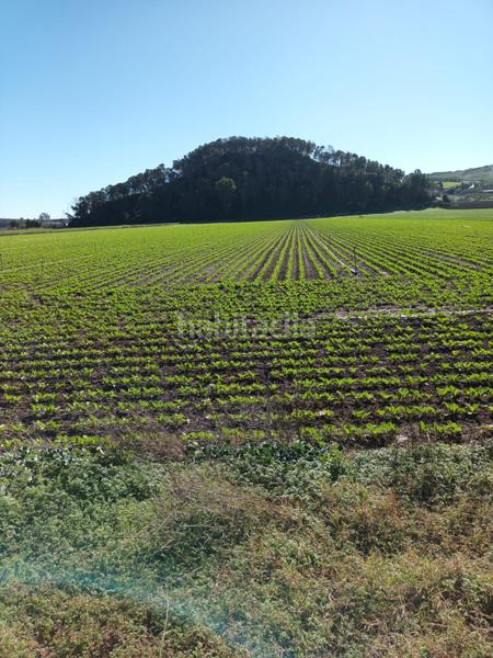 Foto cf380478-2b8e-49aa-8328-e79f46cdde48. Rural plot in Casco Antiguo Algeciras