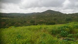 Propriété à San José del Valle. Vendo finca de casi 60 hect a 6 km de san josé del valle.