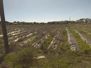 Finca rústica a Paseo Marítimo - San José - La Laguna. Vendo antiguo vivero,invernadero en conil, el colorado.