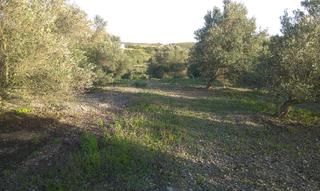 Finca rústica  Calle benalup. Finca de 30 hect con buen cortijo naves, zona benalup casas viej
