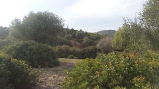 Finca rústica a Astilleros - La Paz  - Loreto - El Corte Inglés. Vendo finca de 80 hect entre chiclana y medina sidonia.