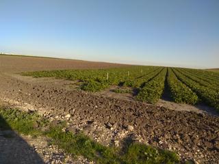 Finca rústica a Pago San José - Princi - Jerez. Buena finca de riego de 50 hect , nave etc a 30 km de jerez.