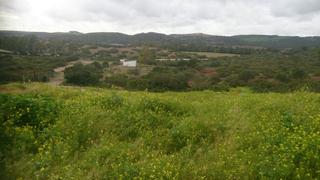 Finca rústica a Carretera del pago del humo 1. Finca de 1250 hect aprox en su mayoria toda de corcho.