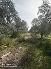 Finca rústica a Tarifa Ciudad. Finca ganadera ganadera cercana a zahara de los atunes