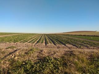 Finca rústica a Avenida nueva jarilla km. 0. Finca de riego de 70 hect en nueva jarilla , jerez , olivos, etc