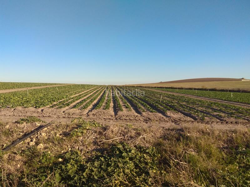Foto 867fb5a0-077f-490c-a8f2-0e440f1a4829. Finca rústica a avenida nueva jarilla km. 0 a Caballero Bonald-S. José Obrero-Guadalcacín Jerez de la Frontera