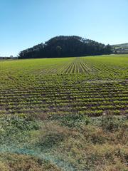 Finca rústica a Caballero Bonald-S. José Obrero-Guadalcacín. Finca de riego de 70 hect  toda de olivos y 20 de riego. jerez.