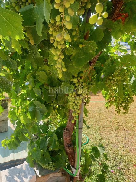 Foto d3453683-0451-486d-b1b3-cc16eadfd9a7. Xalet amb xemeneia piscina a Los Franceses - La Vega Chiclana de la Frontera