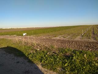 Landgut  Ctra. puerto de santa maría. Finca de 14  hect de regadio carretera del puerto. venta y alqui