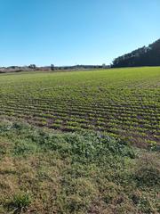 Alquiler Finca rústica  Carretera puerto de santa maría