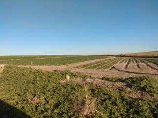 Rural plot  Carretera jerez -guadalcacín. Finca de regadio de 8 hect vivienda  con piscina, agua , luz etc