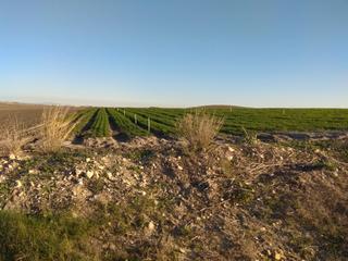 Propriété  N/a. Finca de riego  de 13 hect junta de los rios , jerez.