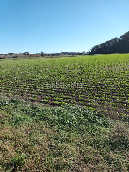 Foto 9969e767-abe0-428d-acca-972df6bf2041. Finca rústica a Montellano