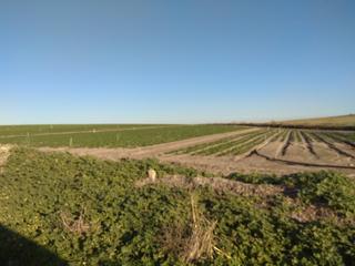 Finca rústica a Caballero Bonald-S. José Obrero-Guadalcacín