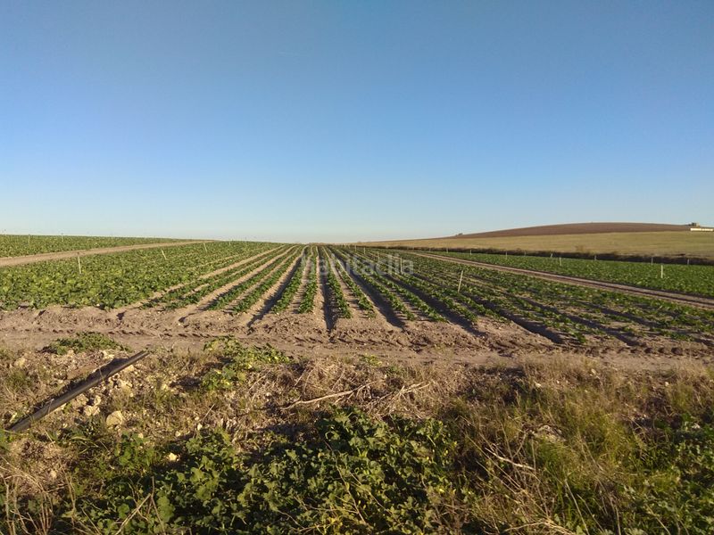 Foto 5b59041b-5783-49f5-b660-b2550d5da837. Finca rústica a Carretera de Sanlúcar - Sudamérica Puerto de Santa María (El)