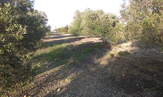 Finca rústica a Parque Atlántico - Ronda este. Finca de 43.000  en alto vistas a jerez buen cortijo etc. etc.