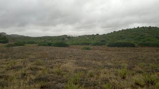 Fondo rustico in Pelagatos - Pago del Humo. Finca rustica  de 25 hect entre chiclana de medina.