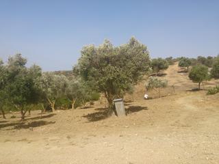 Propriété à Medina - Sidonia. Finca de  80 hect aprox. entre medina y chiclana
