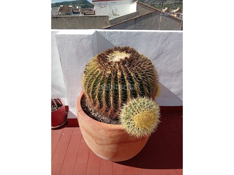 Foto e4ccecaa-f5c6-43de-8ece-32fc59f52ba0. Dúplex a El Real de Gandia