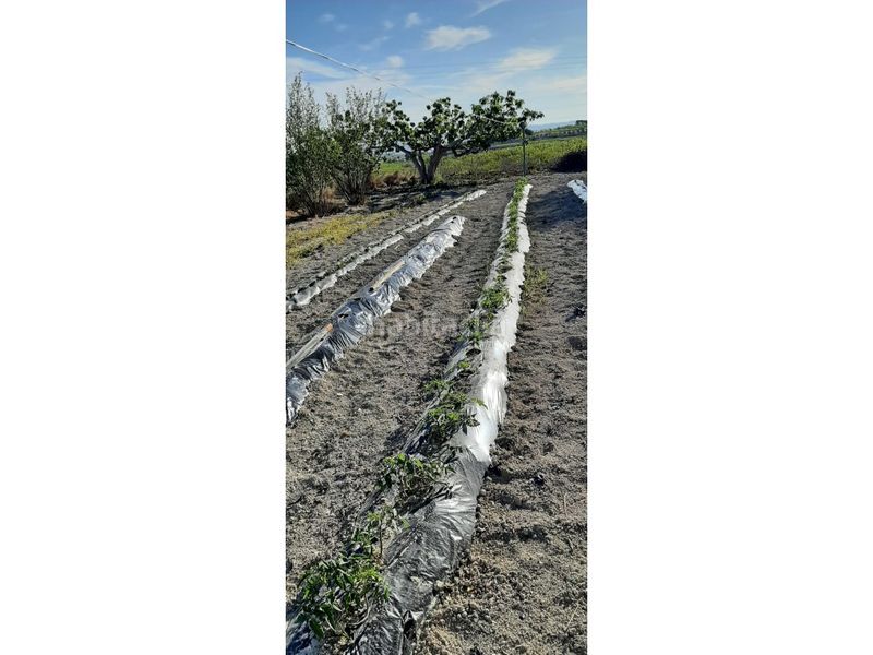 Foto 9fade775-4dda-4540-83f0-e8cc7481a67c. Casa amb aparcament a Albaida