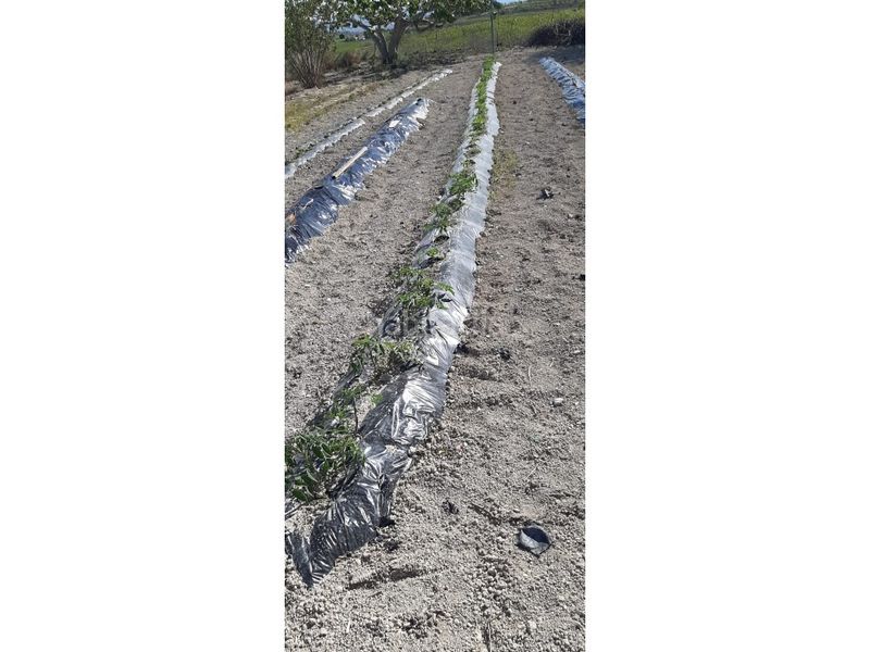 Foto ded04981-7510-4d60-b4ac-3ae5fbe919ab. Casa amb aparcament a Albaida