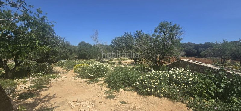Foto cb1c1ff4-78c5-4316-8bc6-81656eeba037. Masia amb aparcament piscina a S´Alquería Blanca - Calonge Santanyí