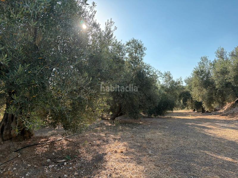 Foto 839439cd-aa69-4340-8109-0167790dbfd0. Finca rústica en calle atalayuela 9 finca en venta en Pozo Alcón