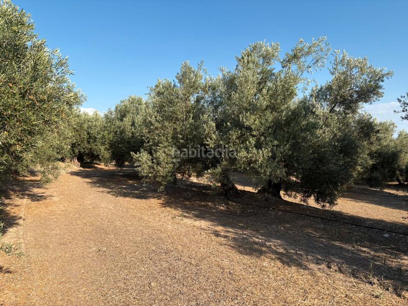 Foto 841c465b-6251-42ce-bba6-c14f4825834c. Finca rústica en calle atalayuela 9 finca en venta en Pozo Alcón