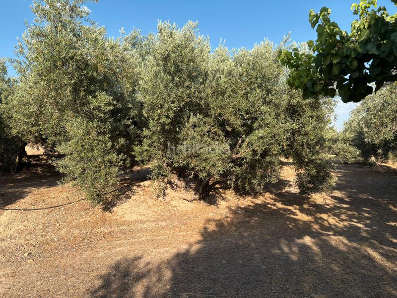 Foto fe2a8cf9-20eb-46ab-b726-19401a7c4017. Finca rústica en calle atalayuela 9 finca en venta en Pozo Alcón