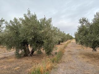 Finca rústica  N/a. Finca en venta