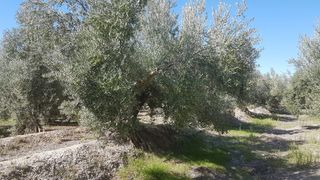 Finca rústica a Carretera negratin 21. Finca en venta