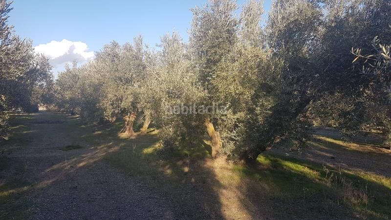 Foto 50b82b6a-2b74-4c0a-8cfe-c414c23d1545. Finca rústica a calle reina sofia 1b a Cuevas del Campo