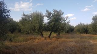 Finca rústica en N/a. Finca en venta