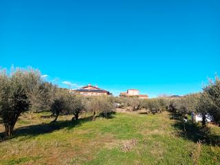 Finca rústica  Carrer de l'estació. Solar d'oliveres de 4.404m2  a dins del poble de llambilles