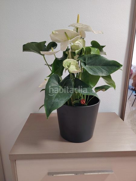 Foto 1da9e612-cf41-4451-b1b4-dfcef7302af4. Lloguer apartament amb aparcament piscina a El Consul - Ciudad Universitaria - El Romeral Málaga