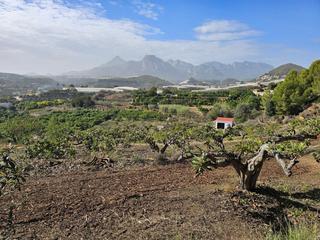 Finca rústica a Callosa d´en Sarrià. Terreno rústico con árboles frutales y casita restaurada  callos