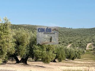 Propriété à Martos. ¡¡¡olivar en monte lope álvarez!!!