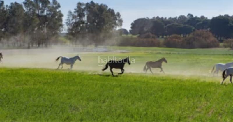 Foto de0249cb-2ba9-48bf-aae3-438815e42f69. Alquiler finca rústica en n/a se alquila terreno en don rodrigo en Utrera