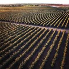 Finca rústica a Villanueva del Río y Minas. Gran finca de olivos intensivos en sevilla