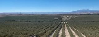 Finca rústica a Nueva Carteya. Finca de olivos supe intensivos