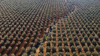 Rural plot in Castro del Río. Magnifica finca de olivar