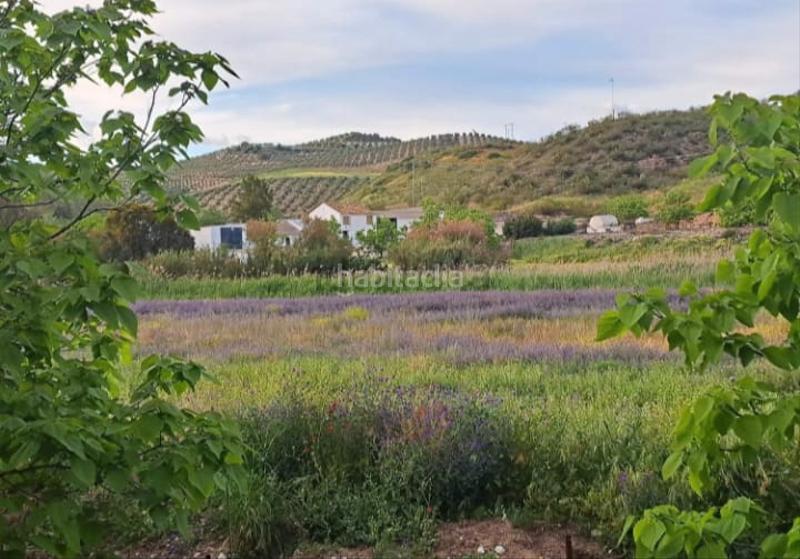 Foto 07e1616b-c81d-415c-90f0-854a265bfafe. Finca rústica a Estepa