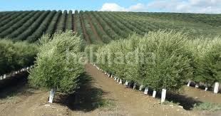 Foto 079d1187-2c71-40ca-aeab-9e9eba9b1d63. Finca rústica a Alcalá la Real