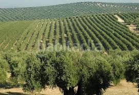 Foto 3855e047-2a7b-4310-9921-fde32ab01b4a. Finca rústica a Alcalá la Real