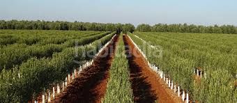 Foto 72b576db-2983-4bd1-a21d-b4140d509d0d. Finca rústica a Alcalá la Real