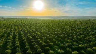 Fondo rustico in Fuensanta - Universidad. Finca de explotación agro-energética 1.126ha.