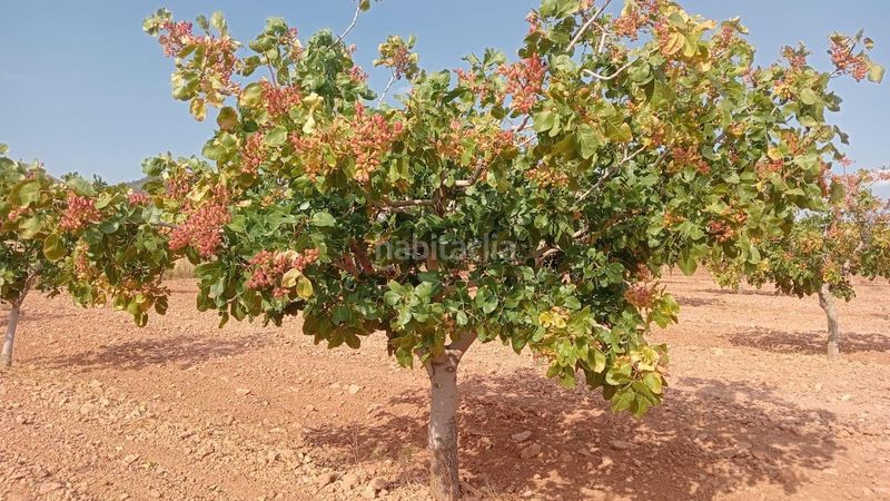Foto e4e368d3-9959-4a4b-9687-49025c6600e4. Finca rústica a Fuensanta - Universidad Cuenca