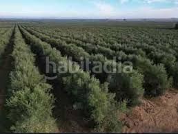 Foto 750065d4-6206-4e58-bd50-30264ef49a6a. Finca rústica a Alcalá del Río