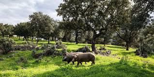 Landgut in Aracena. Oportunidad en venta 2 fincas explotación agropecuaria
