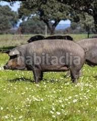 Foto 58d862f4-0a97-42e6-b089-70f2f4af68a6. Finca rústica a Aracena